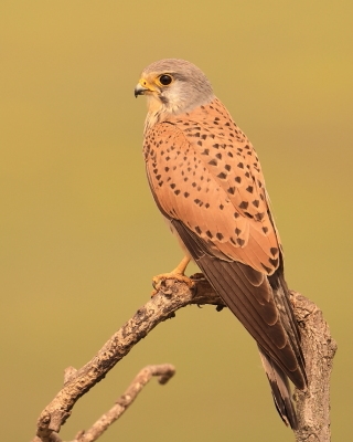 Pustułka zwyczajna - Falco tinnunculus - Common Kestrel