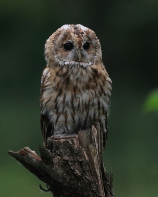 Puszczyk - Strix aluco - Tawny Owl