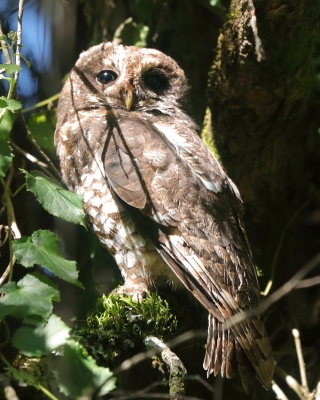 Puszczyk pręgowany - Strix woodfordii - African Wood Owl