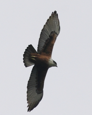 Rdzawobrzuch - Lophotriorchis kienerii - Rufous-bellied Eagle
