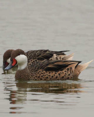 Rożeniec białolicy - White-cheeked Pintail