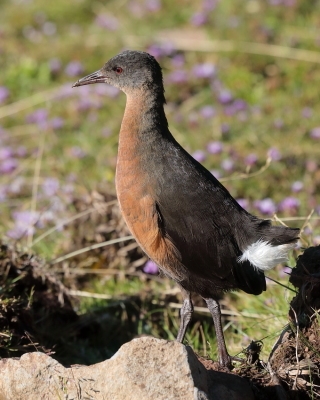 Rudowodnik - Rougetius rougetii - Rouget's Rail