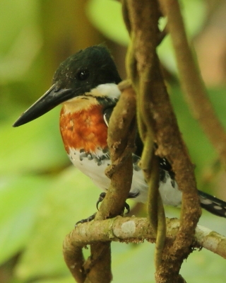 Rybaczek amazoński - Chloroceryle amazona - Amazon Kingfisher