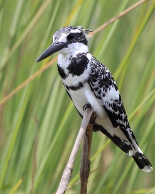 Rybaczek srokaty - Ceryle rudis - Pied Kingfisher
