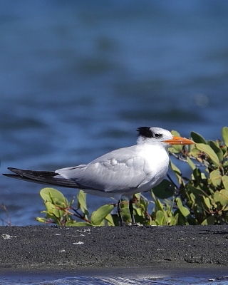 Rybitwa królewska - Thalasseus maximus - Royal Tern