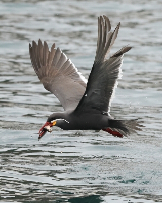 Rybitwa wąsata - Inca Tern