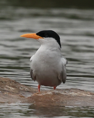 Rybitwa indyjska - Sterna aurantia - River Tern