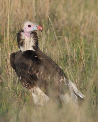 Sęp białogłowy - Trigonoceps occipitalis - White-headed Vulture