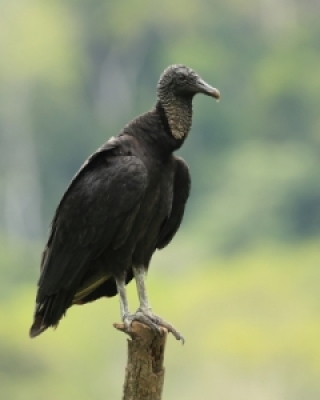 Kondorowate - New World Vultures