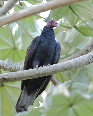 Sępnik różowogłowy - Cathartes aura - Turkey Vulture