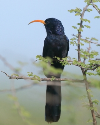Phoeniculidae - Sierpodudki - Wood-hoopoes