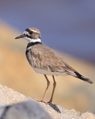 Sieweczka krzykliwa - Charadrius vociferus - Killdeer