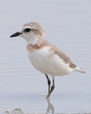 Sieweczka przylądkowa - Charadrius pallidus - Chestnut-banded Plover