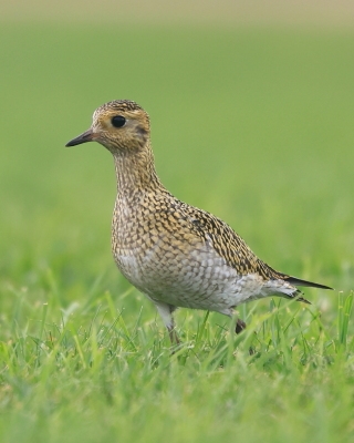 Siewka złota - Pluvialis apricaria - European Golden Plover