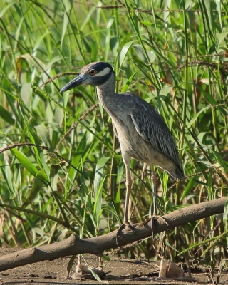 Ślepowron żółtoczelny - Nyctanassa violacea - Yellow-crowned Night-Heron
