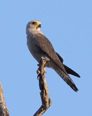 Sokół białorzytny - Falco dickinsoni - Dickinson's Kestrel