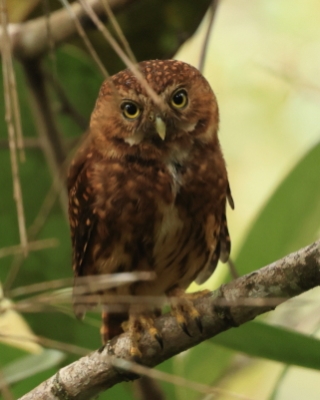 Sóweczka szara - Yungas Pygmy Owl