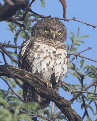 Sóweczka plamobrzucha - Glaucidium capense - African Barred Owlet