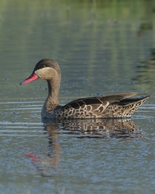 Srebrzanka czerwonodzioba - Anas erythrorhyncha - Red-billed Teal
