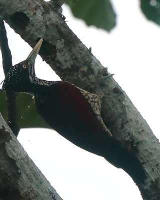 Sułtan szkarłatny - Chrysocolaptes stricklandi - Crimson-backed Flameback