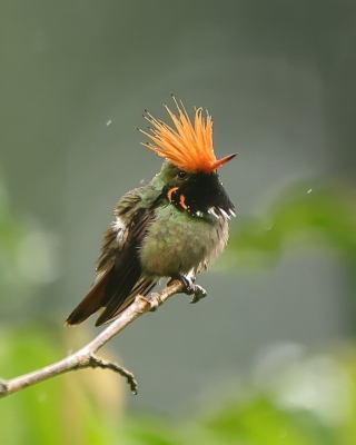 Sylfik rdzawoczuby - Rufous-crested Coquette