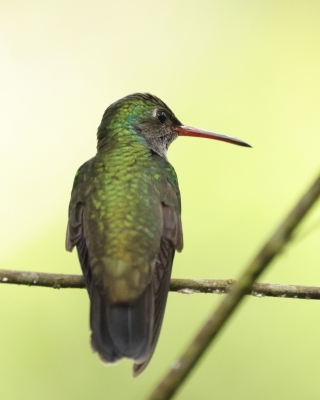 Szafirek mleczny - Sapphire-spangled Emerald