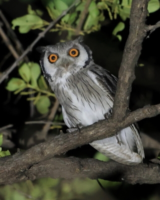Szlarogłówka południowa - Ptilopsis granti - Southern White-faced Owl