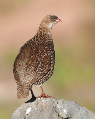 Szponiastonóg etiopski - Chestnut-naped Francolin