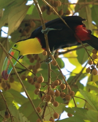 Tukan tęczodzioby - Ramphastos sulfuratus - Keel-billed Toucan