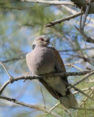 Turkawka - Streptopelia turtur - European Turtle Dove