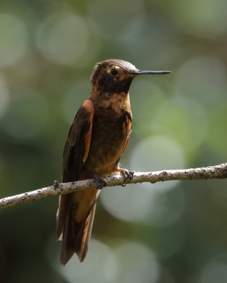 Uszatek brązowy - Brown Violet-ear