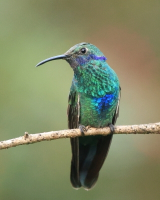 Uszatek niebieskobrzuchy - Sparkling Violet-ear