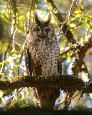 Uszatka etiopska - Asio abyssinicus - African Long-eared Owl