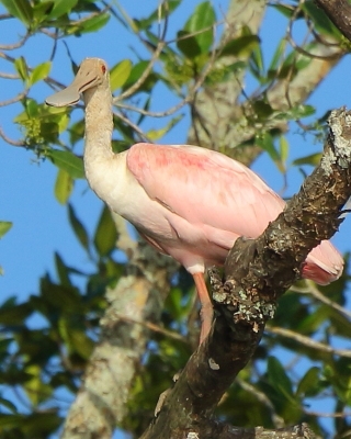 Warzęcha różowa - Platalea ajaja - Roseate Spoonbill