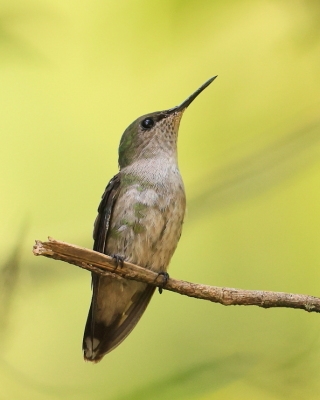 Węglik antylski - Anthracothorax dominicus - Antillean Mango