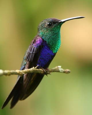 Widłogonek modrobrzuchy - Thalurania colombica - Crowned Woodnymph
