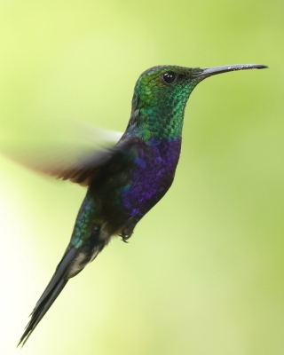 Widłogonek zielonogardły - Fork-tailed Woodnymph
