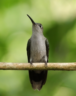 Zapylak szary - Grey-breasted Sabrewing