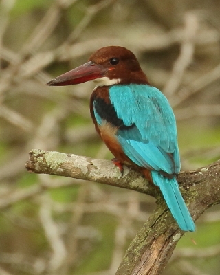 Zimorodkowate - Kingfishers - Alcedinidae