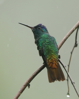 Złotogonek - Golden-tailed Sapphire