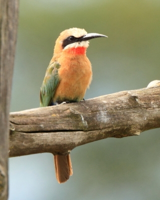 Żołna białoczelna - Merops bullockoides - White-fronted Bee-eater