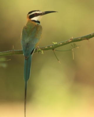 Żołna obrożna - Merops leschenaulti  - Chestnut-headed Bee-eater