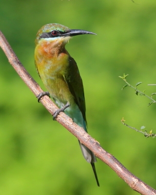 Żołna modrosterna - Merops philippinus - Blue-tailed Bee-eater
