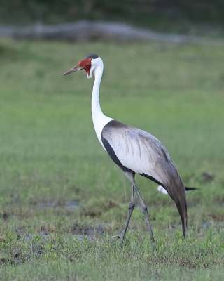 Żuraw koralowy - Grus carunculata - Wattled Crane