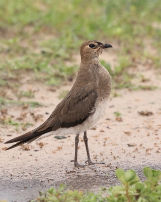 Żwirowiec stepowy - Glareola nordmanni - Black-winged pratincole