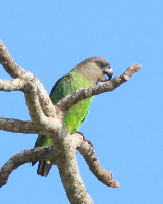 Afrykanka brunatnogłowa - Poicephalus cryptoxanthus - Brown-headed Parrot