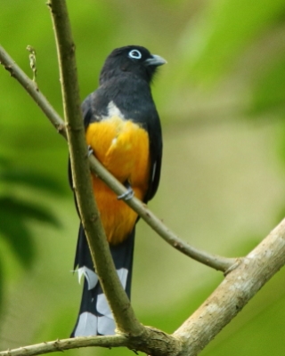 Trogon czarnogłowy - Trogon melanocephalus - Black-headed Trogon
