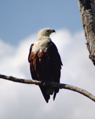 Rybożer afrykański - Icthyophaga vocifer - African Fish Eagle