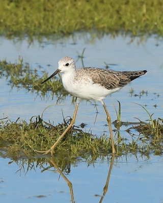Brodziec pławny - Tringa stagnatilis - Marsh Sandpiper