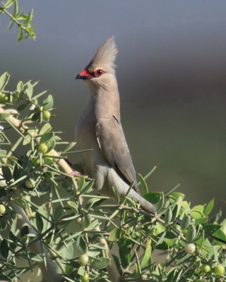 Czepiga długosterna - Urocolius macrourus - Blue-naped Mousebird